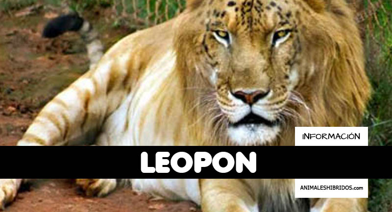 leopones